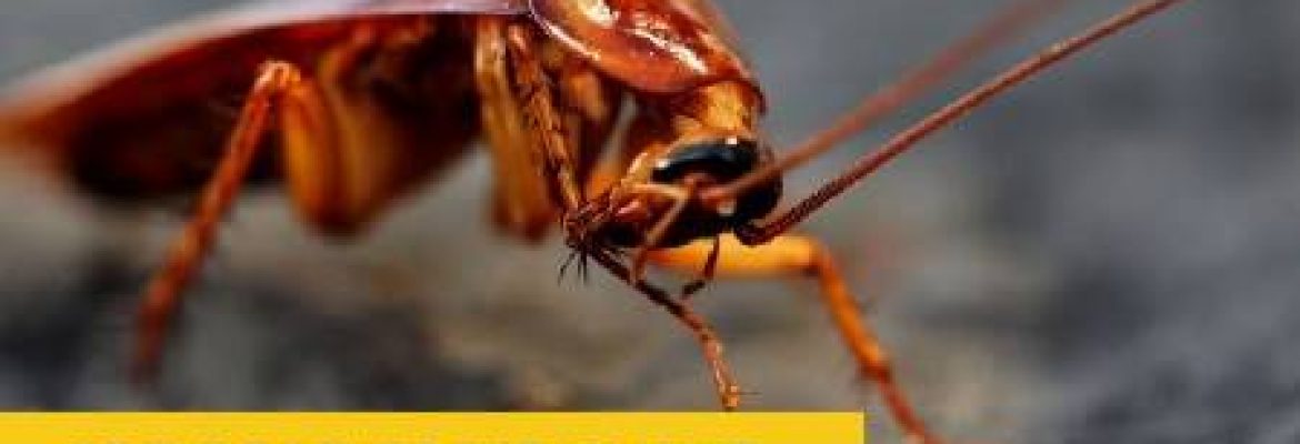 JK Fumigation – Purani Sabzi Mandi, near Askari Park, Karachi