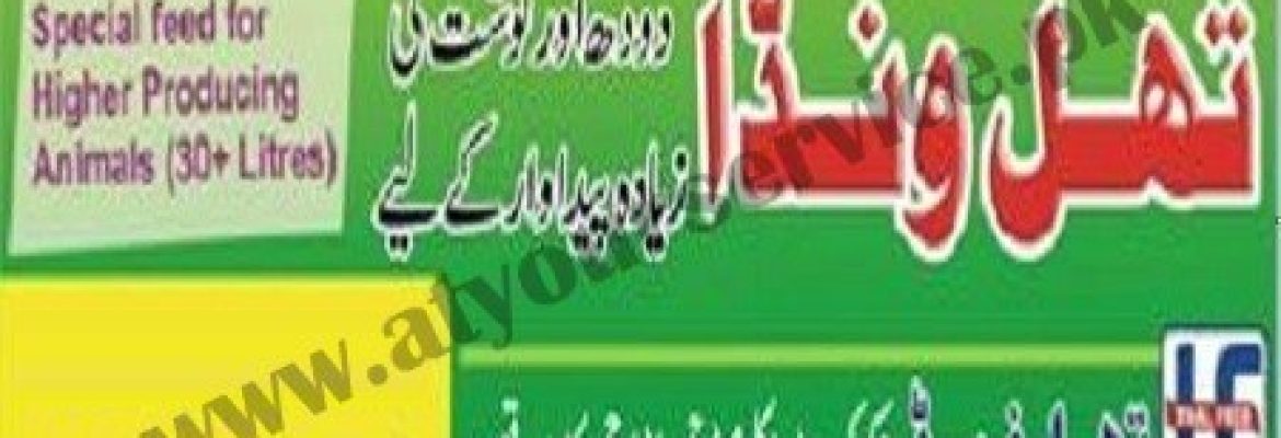 Thal Feed – Chakoki Road, Jimber Kalan, Kasur